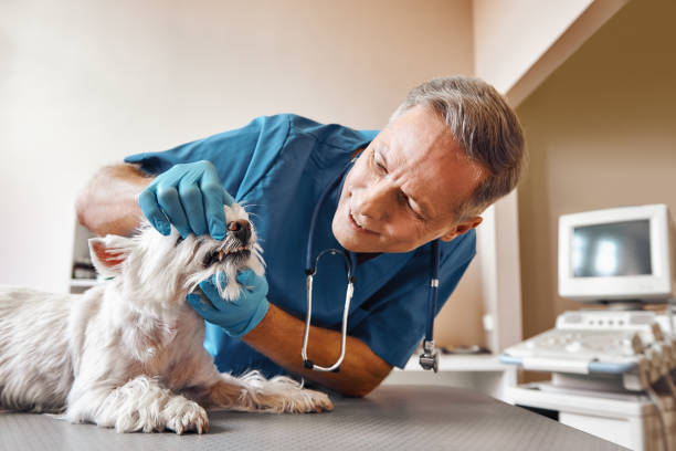 Best Emergency Root Canal Treatment in Dixon, CA